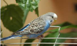 家养鸟种类价格表（家养鸟的价格）