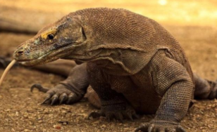 常见的冷血动物（十大冷血动物）