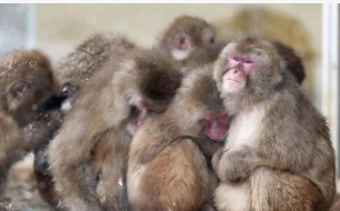 动物是怎样取暖的（小动物是怎么取暖的）