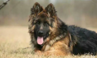 长毛德牧能长多少斤（德牧一岁还能长吗）