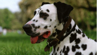 斑点狗属于禁养犬吗（罗威纳犬和斑点狗谁具有攻击性）