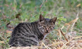 中国狸花猫的特点和本领（中国狸花猫的特点和本领是什么）