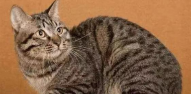 建议穷人养的10种猫100元以下!（建议穷人养的10种猫100元以下的猫）