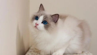 世界上十大最漂亮的猫（世界上十大最漂亮的猫科动物）