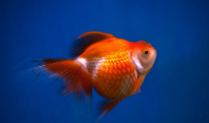 养什么宠物鱼比较有价值的（养什么宠物鱼比较有价值的鱼）