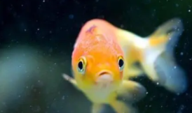 家养宠物鱼什么品种好养（家养宠物鱼什么品种好养活）