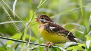 鸟丢了有什么办法找回来（鸟丢了怎么找回来）