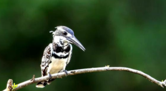 宠物鸟大全（宠物鸟大全及名称）