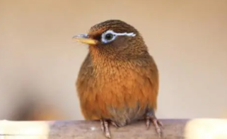 养鸟要多少钱一只（养鸟要多少钱一只呢）