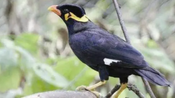 养鸟一般养几只为吉祥（养鸟一般养几只为吉祥的）