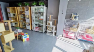 猫咪宠物店寄养一个月多少钱（宠物猫寄养在宠物店多少钱一天）