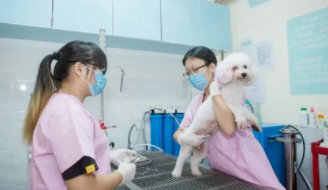 厦门宠物医院哪家好（厦门比较好的宠物医院）