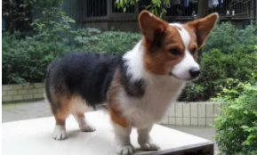 公柯基犬为什么不能养（柯基是住笼子好还是家里散养）