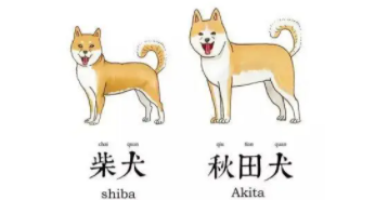 柴犬和秋田犬有什么不一样（柯基秋田柴犬的区别）