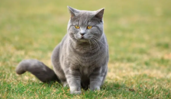 宠物猫的品种及价格 新闻（宠物猫的品种及价格推荐）