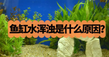 孔雀鱼缸水浑浊原因和解决方案是什么（孔雀鱼缸水浑浊原因和解决方案是什么）
