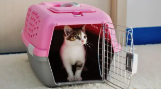 哪个物流可以寄宠物猫（哪个物流可以寄宠物猫的）