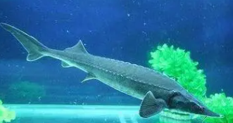 鱼的四个特征是什么（鱼的五大特征）