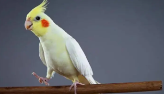 十大宠物鸟排行榜（十大宠物鸟排行榜最新）