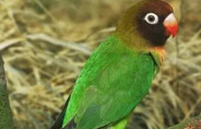 个人办理养鸟许可证多少钱（办个养鸟证大约多少钱）