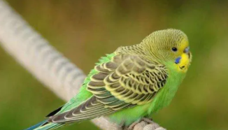 什么鸟最聪明又好养虎皮鹦鹉（哪种虎皮鹦鹉最好养）
