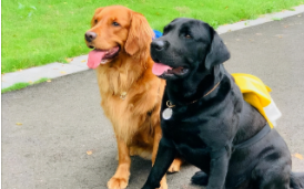 拉布拉多臭还是金毛臭（拉布拉多几个月开始猛长）