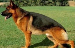 平背德牧犬的用途（养泰迪犬是公的好还是母的好）