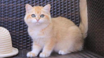 最好养的猫前十名不掉毛（什么猫好养不掉毛还温顺）