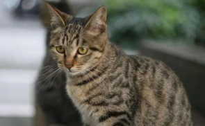 宠物猫价格一览表2023（价格200到300的猫）