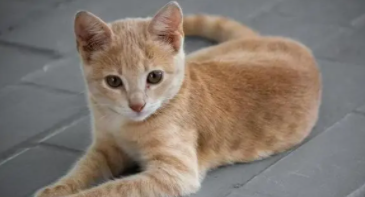 狸花猫的战斗力有多强（狸花猫的战斗力有多强大）