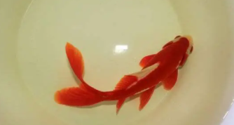 高山冷水适合养殖什么鱼类（高山冷水鱼养殖基地创业前景）