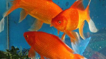 宠物鱼有哪些种类（宠物鱼有哪些种类的）