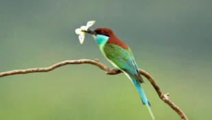 十大名贵鸟最漂亮的鸟（十大名贵鸟最漂亮的鸟头像）