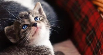 什么宠物好养又干净便宜又小（什么宠物好养又干净便宜又小,不咬人,没味道不掉毛）