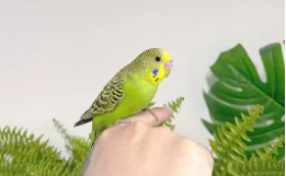 什么鸟好养又干净寿命还长的（什么鸟好养又干净寿命还长的快）