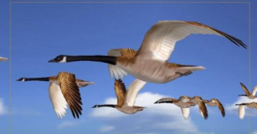 什么动物飞到南方过冬（什么动物过冬往南飞）