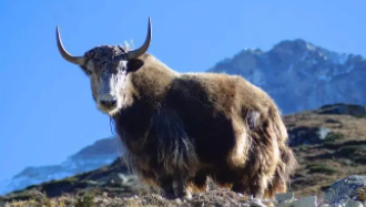 跑得快的牛科动物（跑得比较快的动物排名）