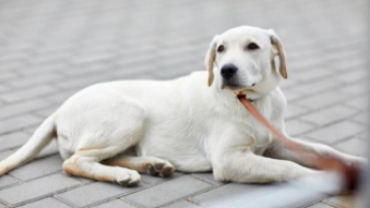 拉布拉多怎么养胖一点（拉布拉多幼犬能吃鸡蛋吗）