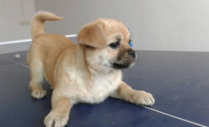 最省心的小型犬（小体型中华田园犬）