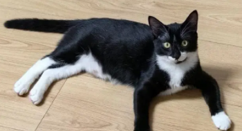 100元以内宠物猫乖巧（100元内的猫）