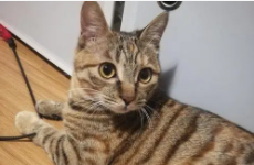 中国的狸花猫值钱吗知乎（中国狸花猫值多少钱?）