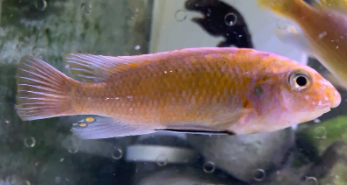 观赏鱼身上长白毛怎么治疗（观赏鱼身上长白毛是怎么回事）