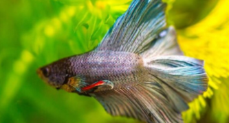 十大最好养的鱼排行榜前十名（十种最好养的鱼）