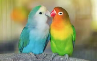 购买活体鸟公告（买活体鸟去哪个网站）