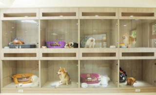 家庭寄养宠物怎么收费（家庭宠物寄养需要什么手续）