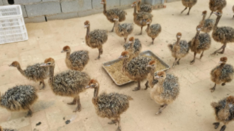 驼鸟幼苗多少钱一只,那里有买的（驼鸟苗那里有卖多少钱）