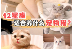 12星座专属宠物猫（12星座专属宠物 动物）