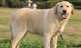 拉布拉多纯种和不纯区别（拉布拉多串串长大后的样子）