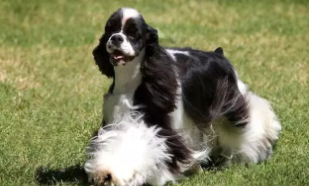 美国可卡犬多少钱一只（黑色可卡犬）