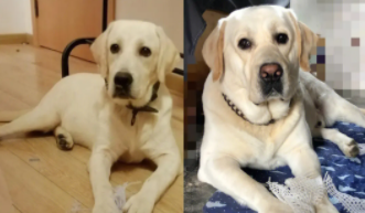 拉布拉多纯与不纯对照图（拉布拉多纯种长什么样）